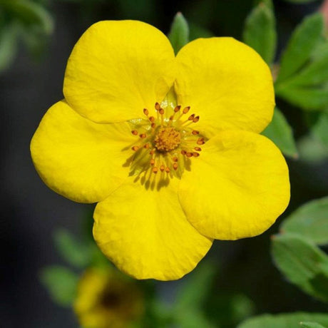 Coada Racului (Potentilla) Goldteppich, arbust decorativ cu flori galben-auriu intense, inflorire lunga, forma globulara naturala