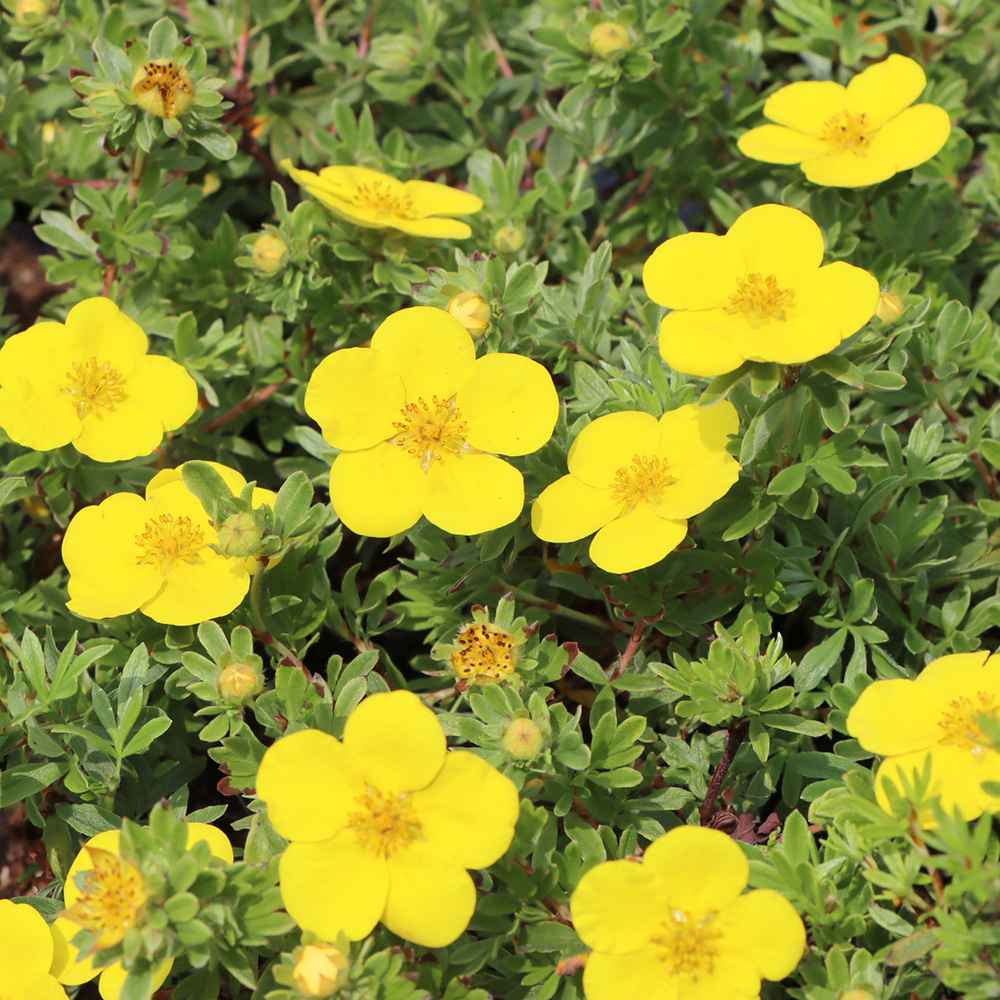 Coada Racului (Potentilla) Goldteppich, arbust decorativ cu flori galben-auriu intense, inflorire lunga, forma globulara naturala