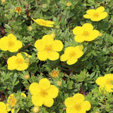 Coada Racului (Potentilla) Goldteppich, arbust decorativ cu flori galben-auriu intense, inflorire lunga, forma globulara naturala