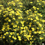 Coada Racului (Potentilla) Goldteppich, arbust decorativ cu flori galben-auriu intense, inflorire lunga, forma globulara naturala