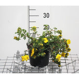 Coada Racului (Potentilla) Goldteppich, arbust decorativ cu flori galben-auriu intense, inflorire lunga, forma globulara naturala