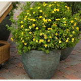 Coada Racului (Potentilla) Goldteppich, arbust decorativ cu flori galben-auriu intense, inflorire lunga, forma globulara naturala