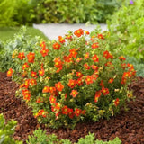 Coada Racului (Potentilla) Red Joker, arbust decorativ cu flori rosii intense, inflorire lunga, forma globulara naturala