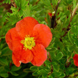 Coada Racului (Potentilla) Red Joker, arbust decorativ cu flori rosii intense, inflorire lunga, forma globulara naturala