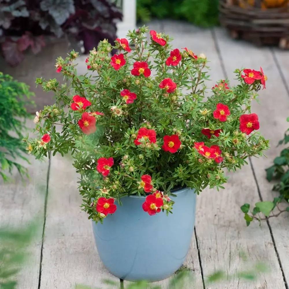 Coada Racului (Potentilla) Red Joker, arbust decorativ cu flori rosii intense, inflorire lunga, forma globulara naturala