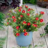 Coada Racului (Potentilla) Red Joker, arbust decorativ cu flori rosii intense, inflorire lunga, forma globulara naturala