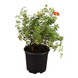 Coada Racului (Potentilla) Red Joker, arbust decorativ cu flori rosii intense, inflorire lunga, forma globulara naturala