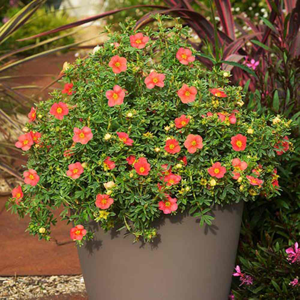 Coada Racului (Potentilla) Red Joker, arbust decorativ cu flori rosii intense, inflorire lunga, forma globulara naturala