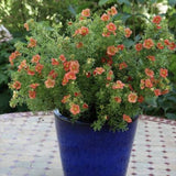Coada Racului (Potentilla) Red Joker, arbust decorativ cu flori rosii intense, inflorire lunga, forma globulara naturala