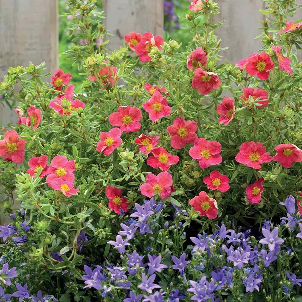 Coada Racului (Potentilla) Red Joker, arbust decorativ cu flori rosii intense, inflorire lunga, forma globulara naturala