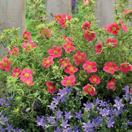 Coada Racului (Potentilla) Red Joker, arbust decorativ cu flori rosii intense, inflorire lunga, forma globulara naturala