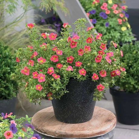 Coada Racului (Potentilla) Red Joker, arbust decorativ cu flori rosii intense, inflorire lunga, forma globulara naturala