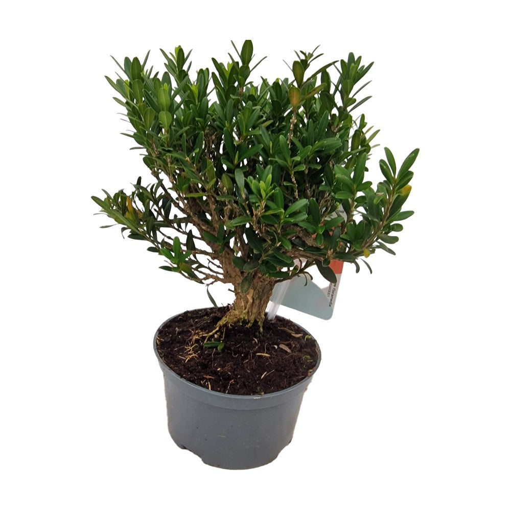 Puszpáng bonsai – örökzöld, elegáns, szoborszerű dísznövény teraszra és kertbe