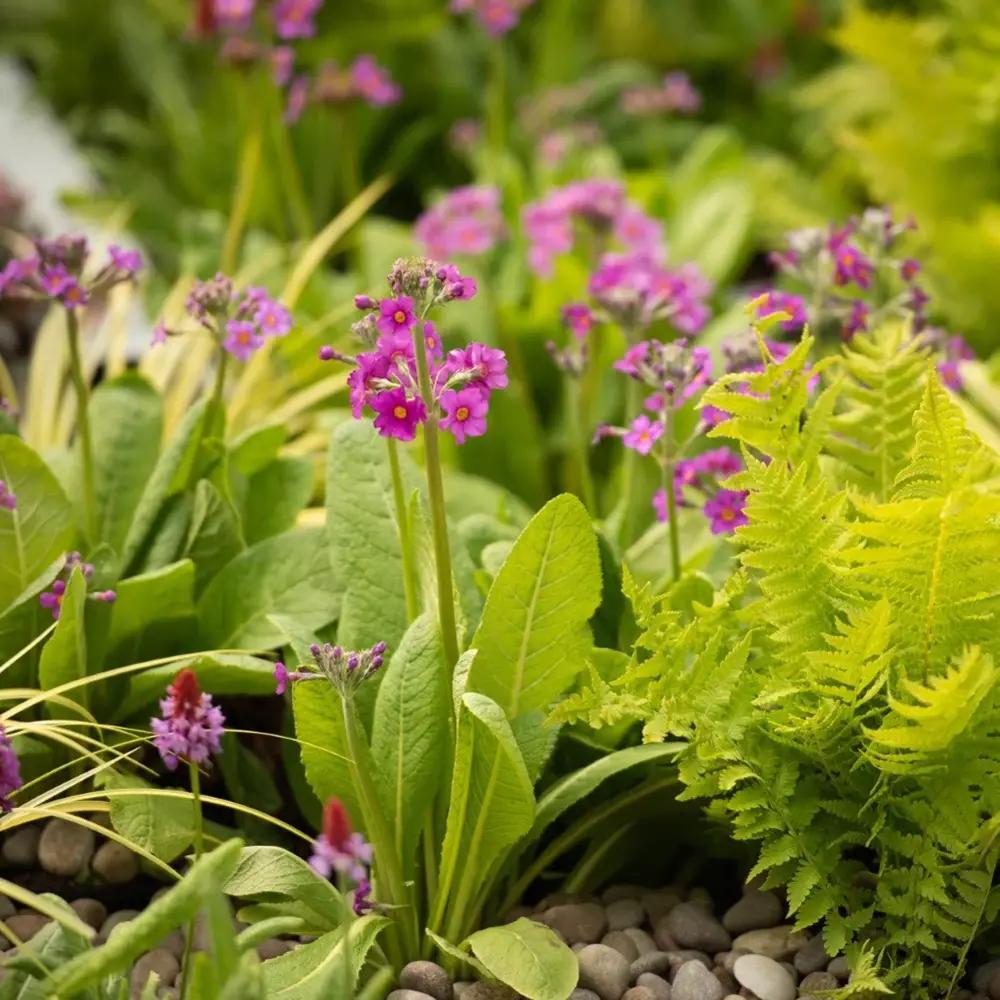 Kankalin (Primula rosea 'Grandiflora') – élénk rózsaszín virágú tavaszi évelő nedves kertekbe