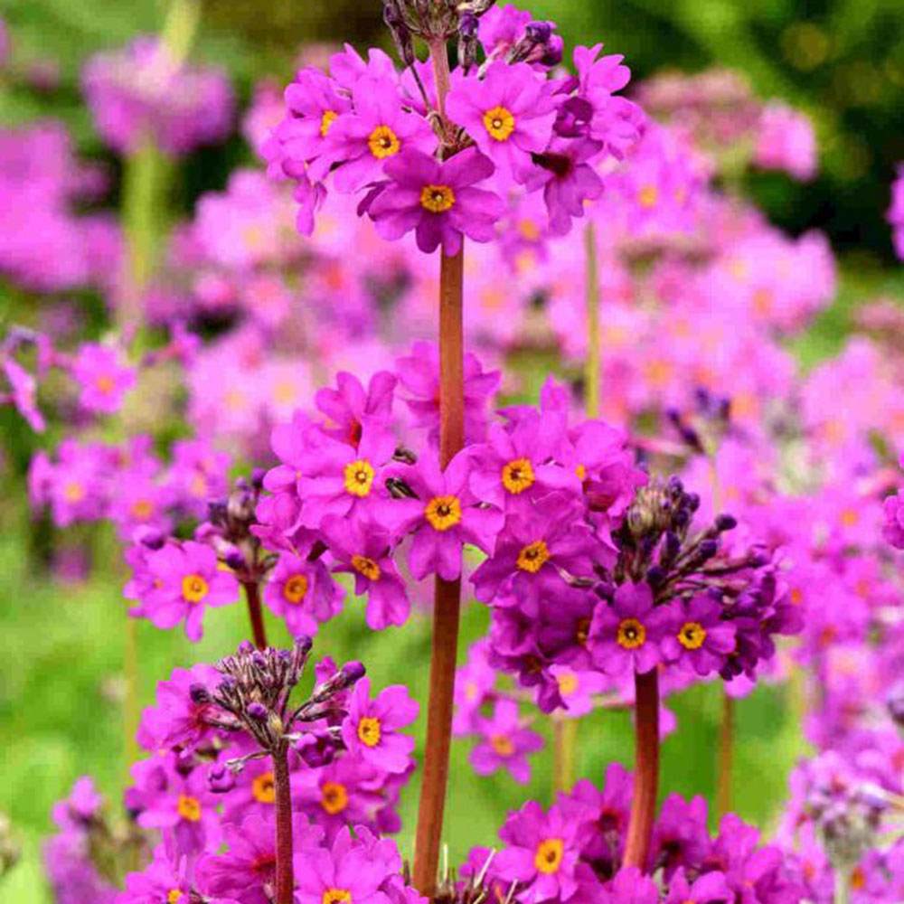 Kankalin (Primula rosea 'Grandiflora') – élénk rózsaszín virágú tavaszi évelő nedves kertekbe