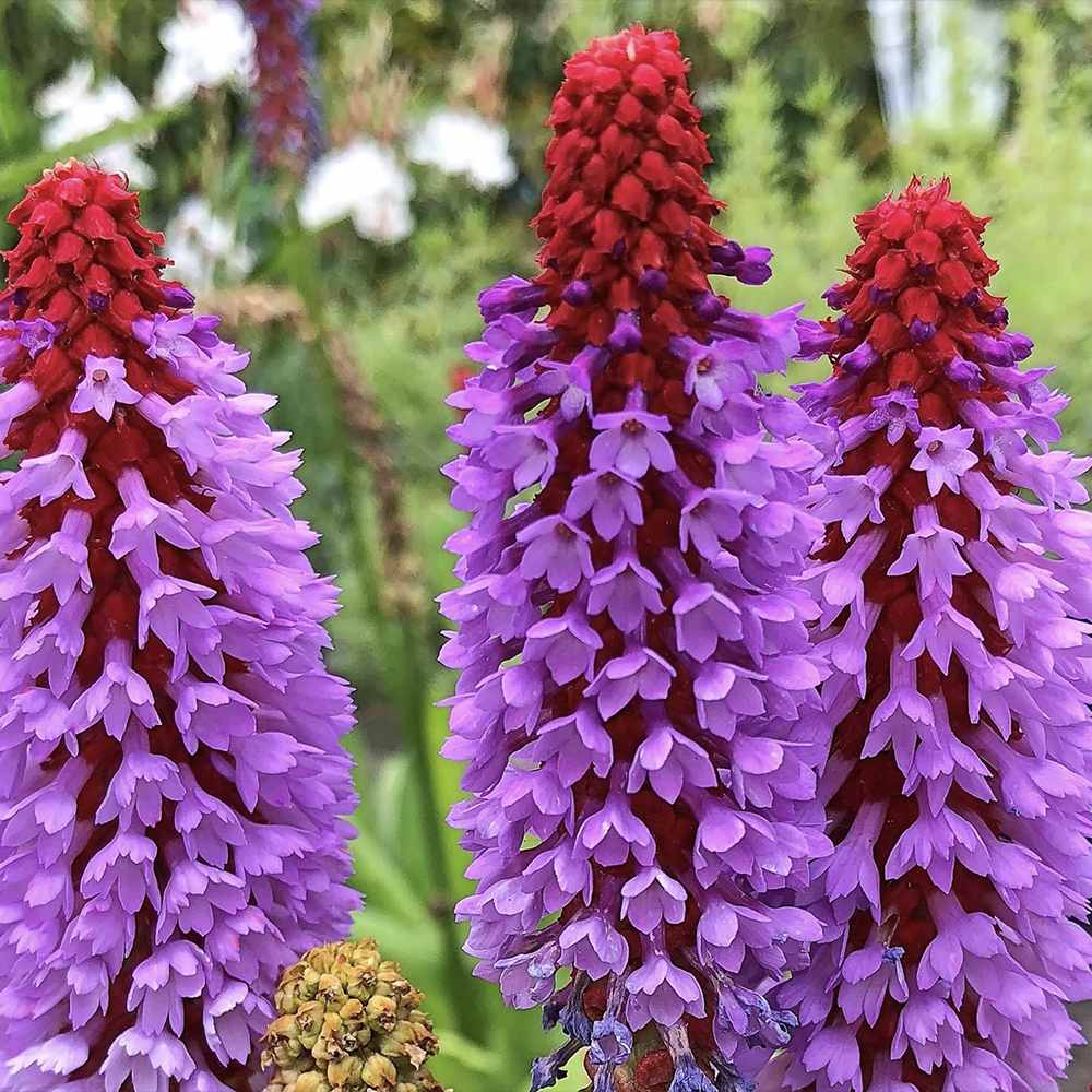 Vialii kankalin (Primula), piros–ibolya, emeletes virágokkal, évelő félárnyékba, világos árnyékba és nedves fekvésbe