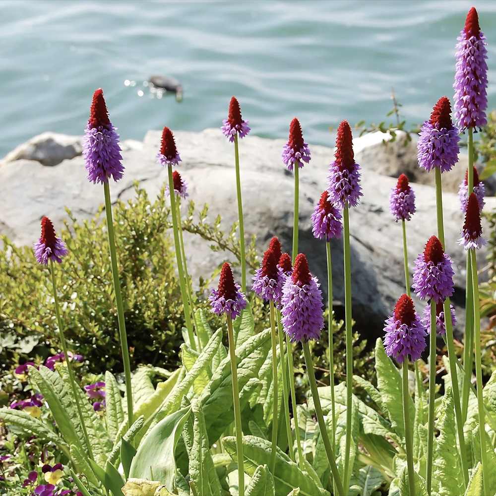 Vialii kankalin (Primula), piros–ibolya, emeletes virágokkal, évelő félárnyékba, világos árnyékba és nedves fekvésbe