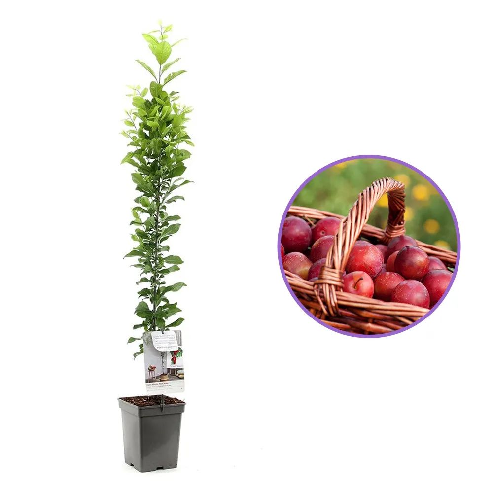 Prun Columnar (Prunus Domestica) Mirabelle Ruby, cu fructe dulci-acrisor rubinii, an 2 pe rod