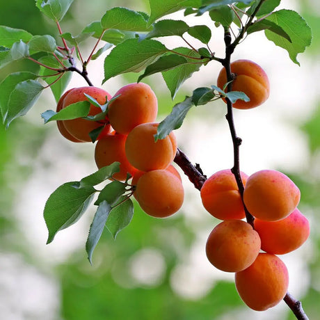 Cais (Prunus armeniaca) Aurora, cu fructe dulci portocalii, an 2 pe rod