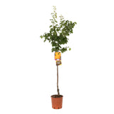 Cais (Prunus armeniaca) Aurora, cu fructe dulci portocalii, an 2 pe rod