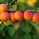 Cais (Prunus armeniaca) Aurora, cu fructe dulci portocalii, an 2 pe rod