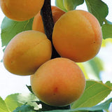 Cais (Prunus armeniaca) Bella D'Imola, cu fructe dulci portocalii, an 2 pe rod