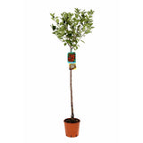 Cires (Prunus Avium) Amarena, cu fructe dulci rosii-inchis, an 2 pe rod