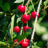 Cires (Prunus Avium) Amarena, cu fructe dulci rosii-inchis, an 2 pe rod