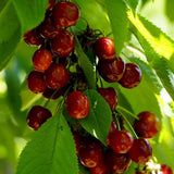 Cires (Prunus Avium) Early Star cu fructe dulci rosii-aprinse, an 2 pe rod