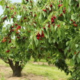 Cires (Prunus Avium) Early Star cu fructe dulci rosii-aprinse, an 2 pe rod