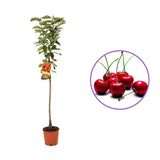 Cires (Prunus Avium) Early Star cu fructe dulci rosii-aprinse, an 2 pe rod