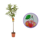Cires (Prunus Avium) Napoleon cu fructe dulci galbene-rosii, an 2 pe rod