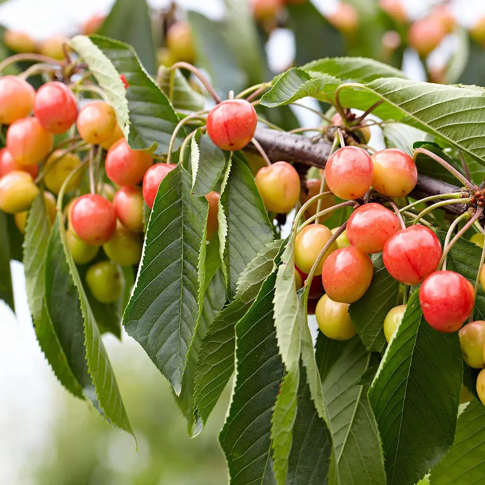 Cires (Prunus Avium) Napoleon cu fructe dulci galbene-rosii, an 2 pe rod