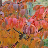 Copac Sakura, Cires Tibetan Ornamental Serrula, cu flori albe si scoarta neteda, lucioasa, de culoare cupru-roscata