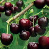 Cires Dulce (Prunus Avium) Kordia, cu fructe dulci rosii-inchis