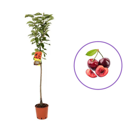 Cires (Prunus Avium) Lapins, cu fructe dulci rosii-inchis, an 2 pe rod
