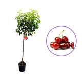 Cires Dulce (Prunus Avium) Stella, cu fructe dulci rosii-inchis, an 2 pe rod