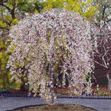 Copac Sakura, Cires Japonez Plangator Snow Fountain, cu flori albe