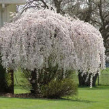 Copac Sakura, Cires Japonez Plangator Snow Fountain, cu flori albe