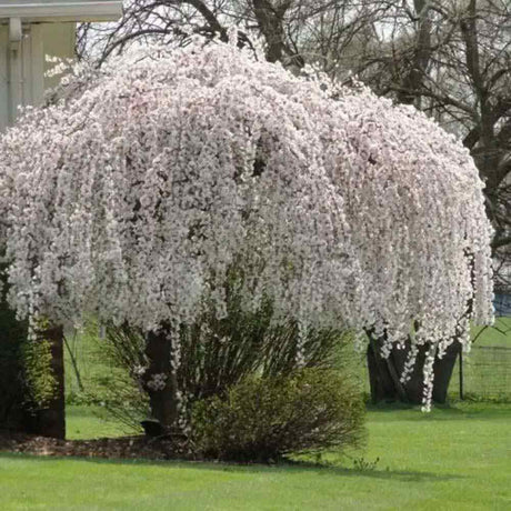 Copac Sakura, Cires Japonez Plangator Snow Fountain, cu flori albe