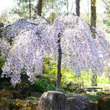 Copac Sakura, Cires Japonez Plangator Snow Fountain, cu flori albe