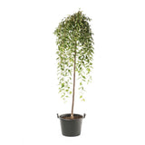 Copac Sakura, Cires Japonez Plangator Snow Fountain, cu flori albe