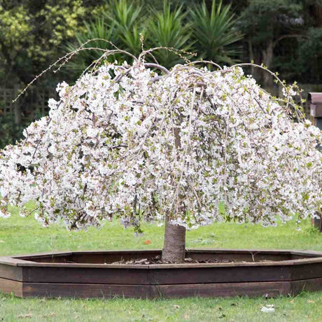 Copac Sakura, Cires Japonez Plangator Snow Fountain, cu flori albe