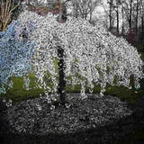 Copac Sakura, Cires Japonez Plangator Snow Fountain, cu flori albe