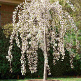 Copac Sakura, Cires Japonez Plangator Snow Fountain, cu flori albe