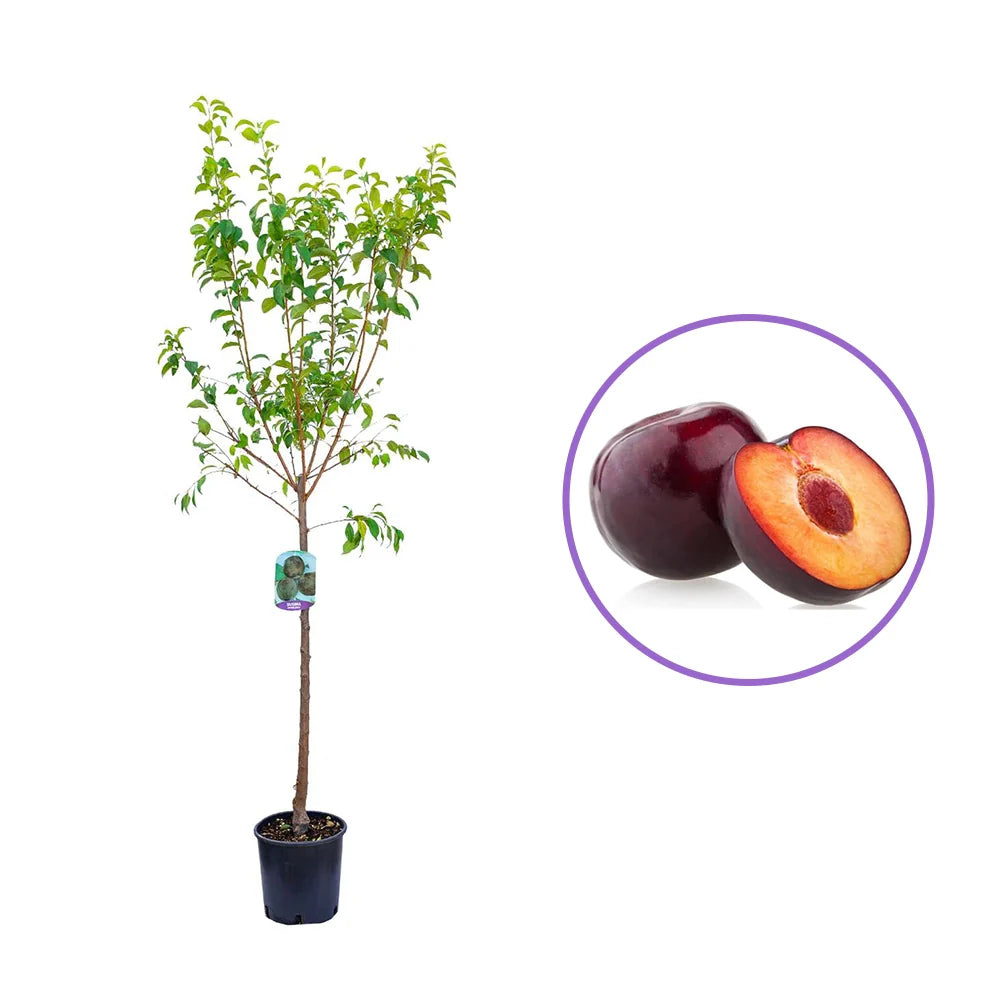 Prun Black Diamond (Prunus Domestica), cu fructe dulci negre-violet, an 2 pe rod