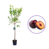 Prun Black Diamond (Prunus Domestica), cu fructe dulci negre-violet, an 2 pe rod