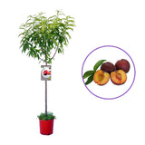 Piersic (Prunus Persica) Royal Glory cu fructe burgundii-rosii, an 2 pe rod