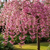 Japán díszcseresznye 'Pendula Rubra' – csüngő korona, élénk rózsaszín virágok