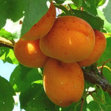 Cais (Prunus armeniaca) Bergeorn, cu fructe dulci galbene-aurii, an 2 pe rod